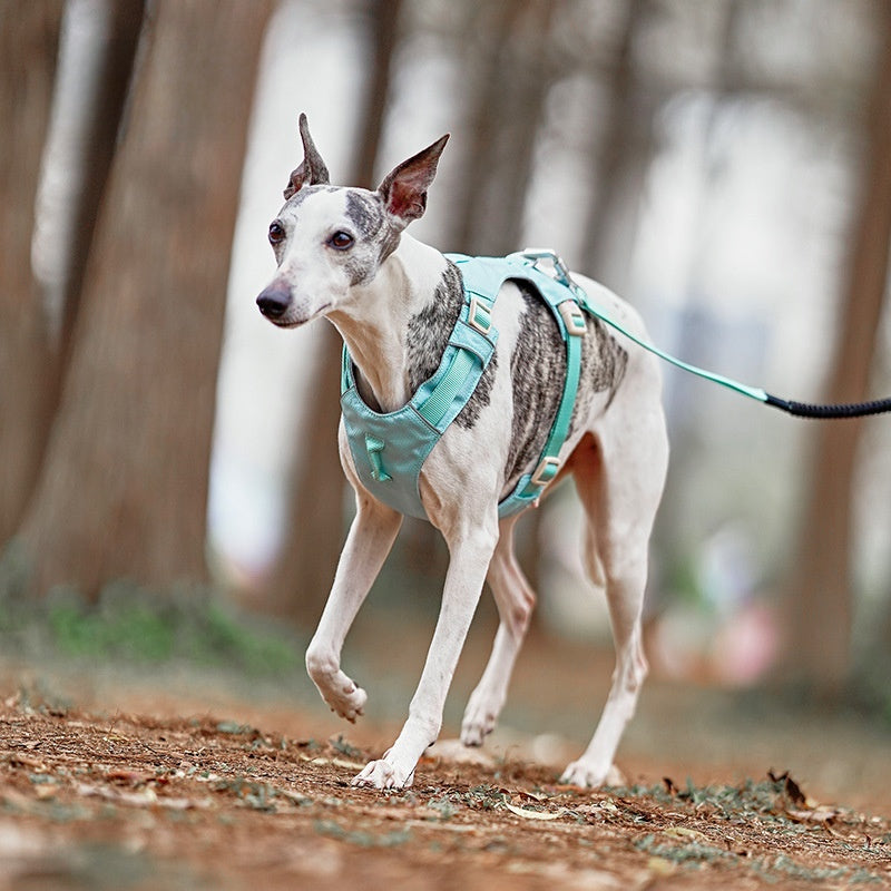Premium Dog Harness and Leash