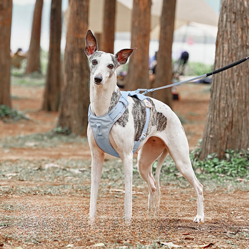 Premium Dog Harness and Leash