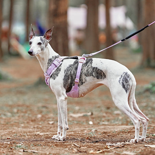 Premium Dog Harness and Leash